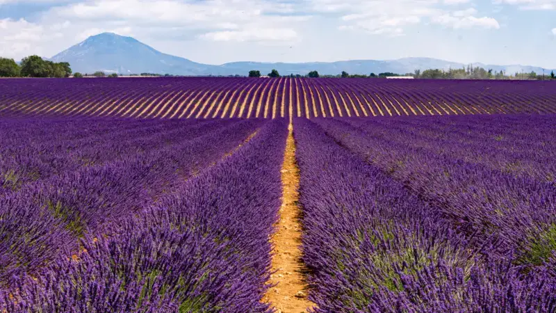 Provence Lavender