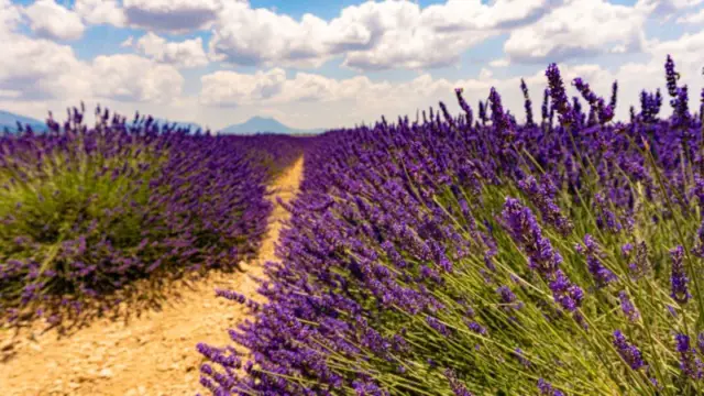 Day Trip Itinerary to the Lavender and Sunflower Fields of Provence ...